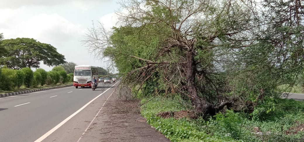 कासेगाव हद्दीत महामार्गालगत पडलेले झाड  धोकादायक
