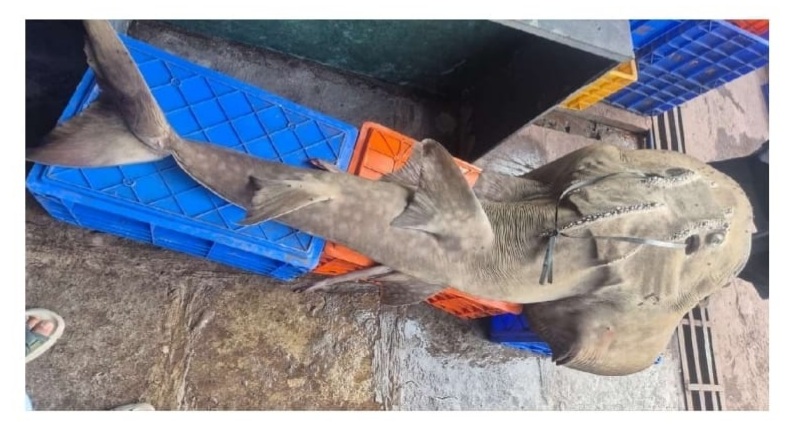 कराडमध्ये ‘बो माऊथ गिटारफिश’ची बेकायदेशीर शिकार उघडकीस