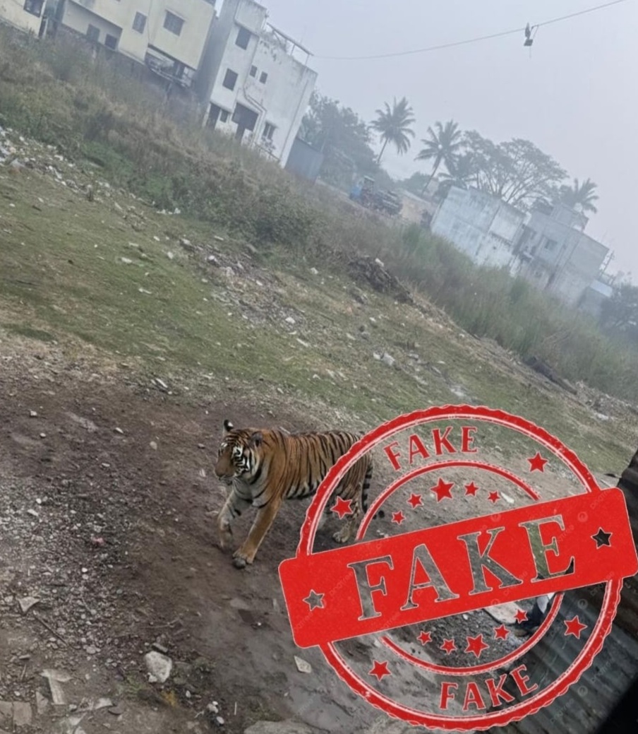  AI व्हिडीओतून ‘वाघाची अफवा’! कराडमध्ये भीती पसरवण्याचा प्रयत्न उघड 